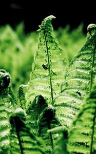 Preview wallpaper ferns, leaves, branches, green, macro
