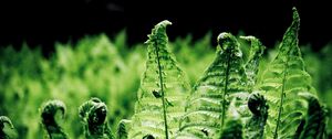 Preview wallpaper ferns, leaves, branches, green, macro