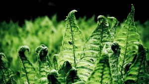 Preview wallpaper ferns, leaves, branches, green, macro