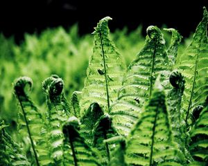 Preview wallpaper ferns, leaves, branches, green, macro