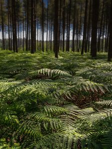 Preview wallpaper ferns, leaves, forest, trees, trunks, nature