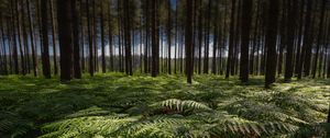 Preview wallpaper ferns, leaves, forest, trees, trunks, nature