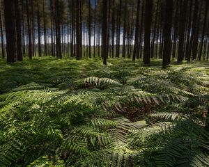 Preview wallpaper ferns, leaves, forest, trees, trunks, nature