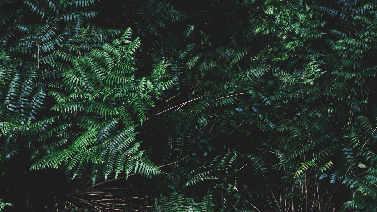 Wallpaper ferns, leaves, plant, bushes