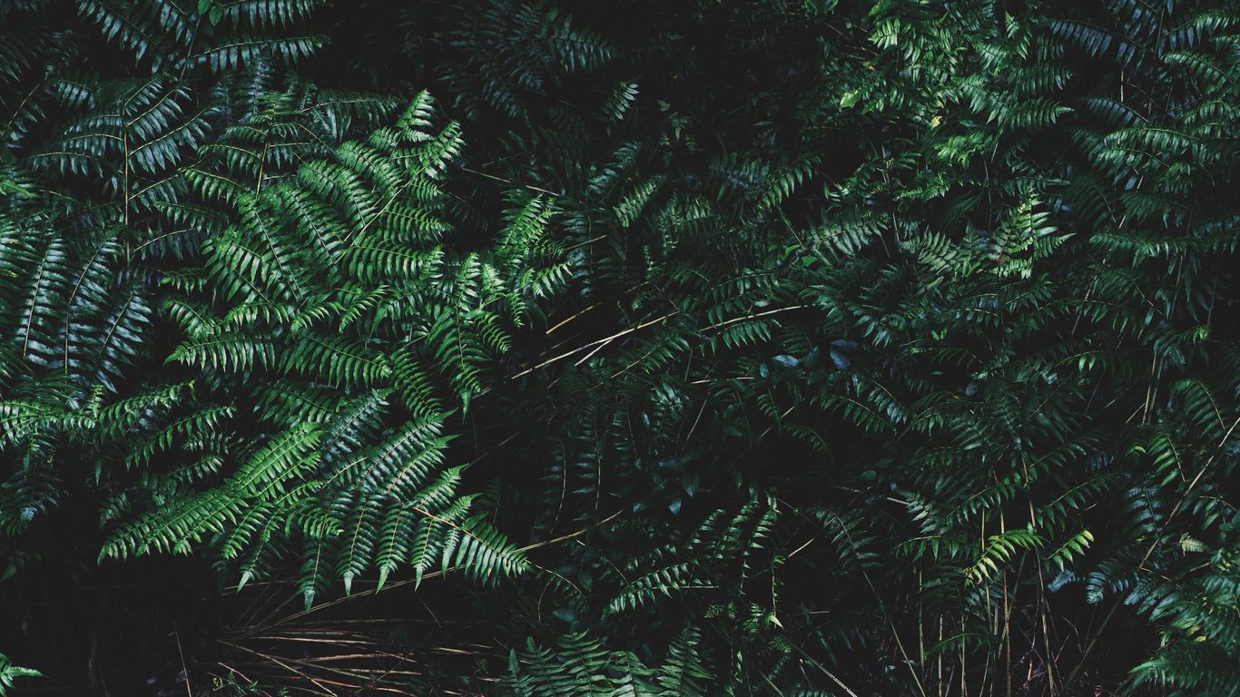 Download wallpaper 1366x768 ferns, leaves, plant, bushes tablet, laptop ...