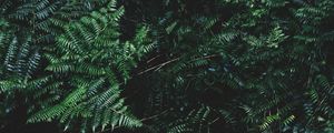 Preview wallpaper ferns, leaves, plant, bushes