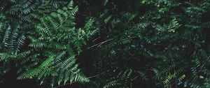 Preview wallpaper ferns, leaves, plant, bushes