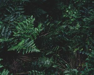 Preview wallpaper ferns, leaves, plant, bushes