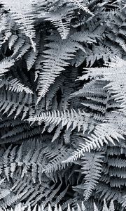 Preview wallpaper ferns, white, leaves, nature, bw