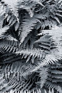 Preview wallpaper ferns, white, leaves, nature, bw