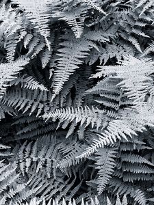 Preview wallpaper ferns, white, leaves, nature, bw