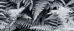 Preview wallpaper ferns, white, leaves, nature, bw