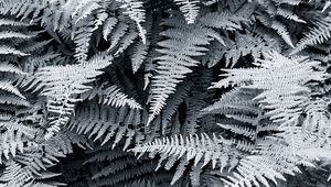 Preview wallpaper ferns, white, leaves, nature, bw