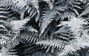 Preview wallpaper ferns, white, leaves, nature, bw