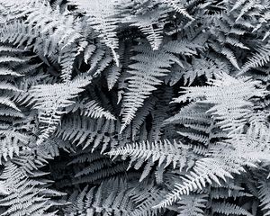 Preview wallpaper ferns, white, leaves, nature, bw