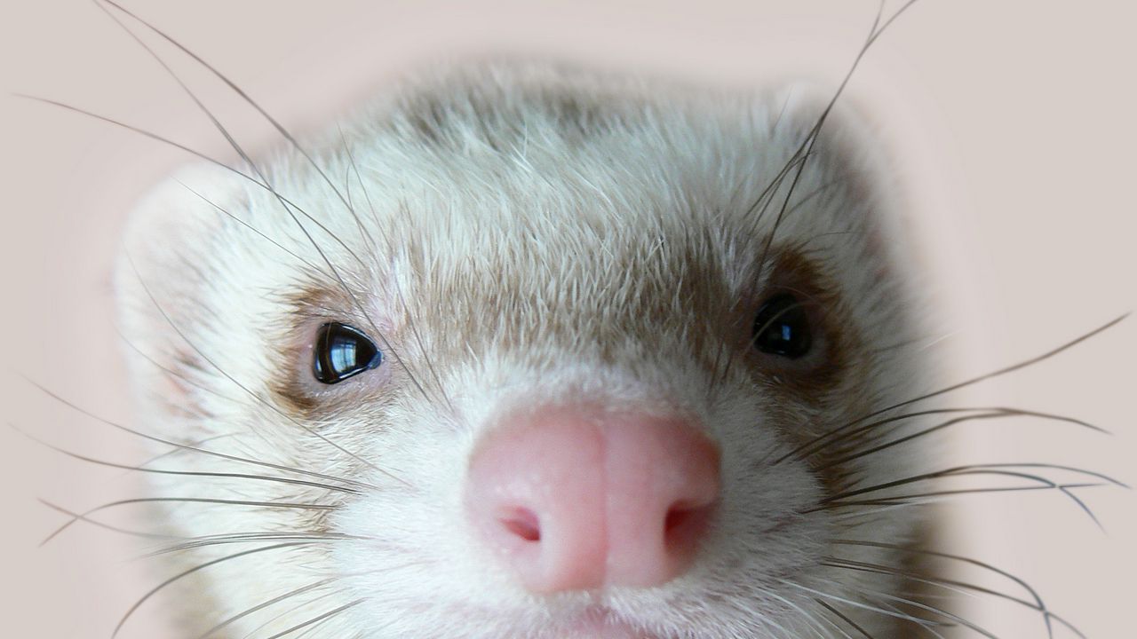 Wallpaper ferret, face, nose, eyes