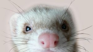 Preview wallpaper ferret, face, nose, eyes