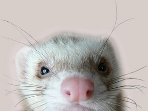 Preview wallpaper ferret, face, nose, eyes