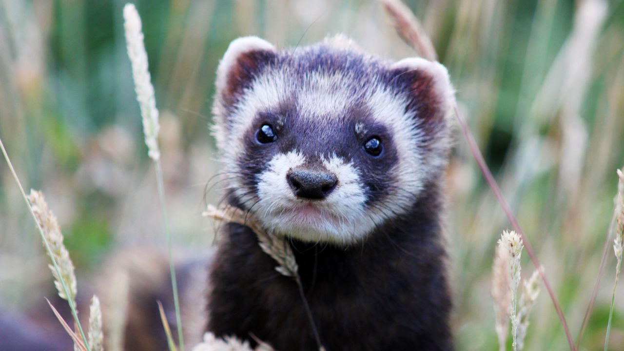 Wallpaper ferret, grass, muzzle, look out
