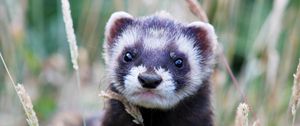 Preview wallpaper ferret, grass, muzzle, look out