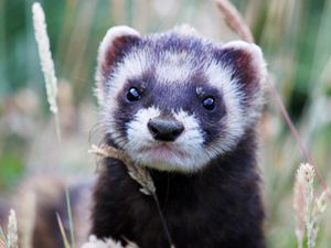Preview wallpaper ferret, grass, muzzle, look out