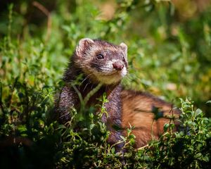 Preview wallpaper ferret, grass, sit, look out