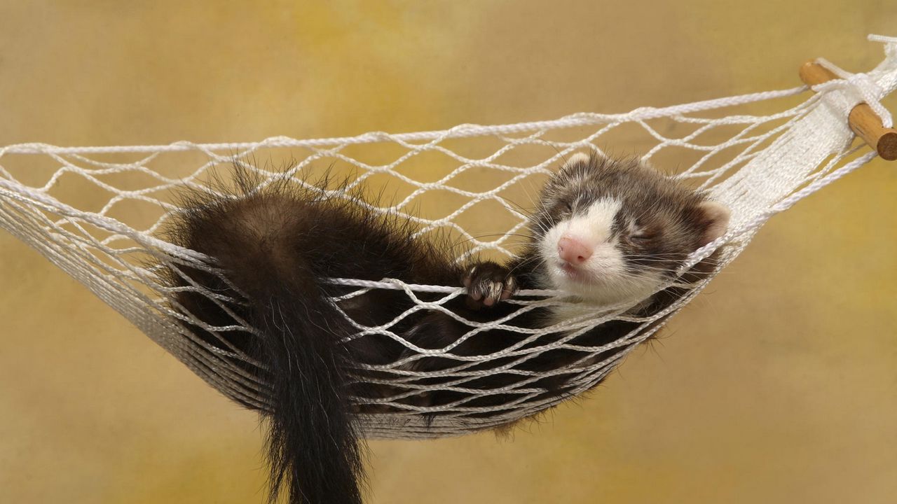 Wallpaper ferret, hammock, sleeping, small animal, rest