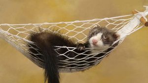 Preview wallpaper ferret, hammock, sleeping, small animal, rest