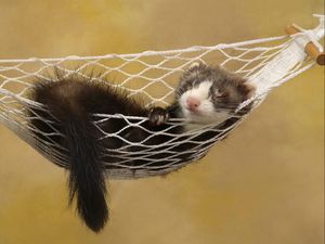 Preview wallpaper ferret, hammock, sleeping, small animal, rest