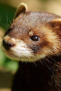 Preview wallpaper ferret, head, face, animal