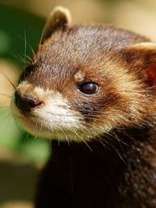 Preview wallpaper ferret, head, face, animal