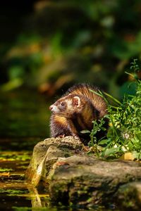 Preview wallpaper ferret, water, grass, sit, hide