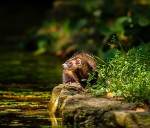 Preview wallpaper ferret, water, grass, sit, hide