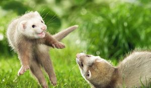 Preview wallpaper ferrets, couple, grass, jump, playful