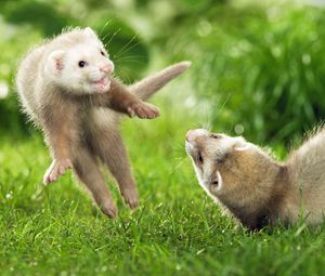 Preview wallpaper ferrets, couple, grass, jump, playful