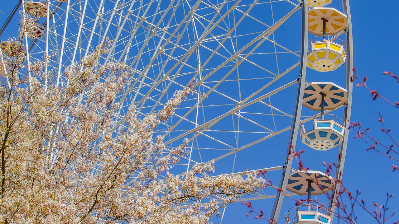 Wallpaper ferris wheel, attraction, flowers, tree