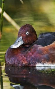 Preview wallpaper ferruginous duck, duck, beak, bird