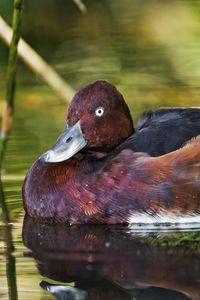 Preview wallpaper ferruginous duck, duck, beak, bird