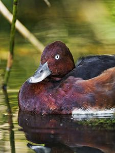 Preview wallpaper ferruginous duck, duck, beak, bird