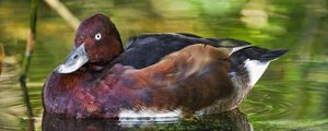 Preview wallpaper ferruginous duck, duck, beak, bird