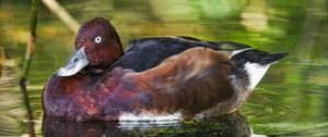 Preview wallpaper ferruginous duck, duck, beak, bird