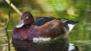 Preview wallpaper ferruginous duck, duck, beak, bird