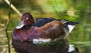 Preview wallpaper ferruginous duck, duck, beak, bird