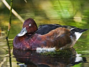 Preview wallpaper ferruginous duck, duck, beak, bird