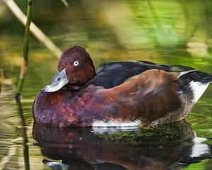 Preview wallpaper ferruginous duck, duck, beak, bird