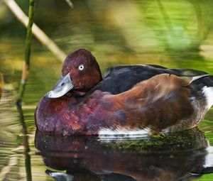 Preview wallpaper ferruginous duck, duck, beak, bird