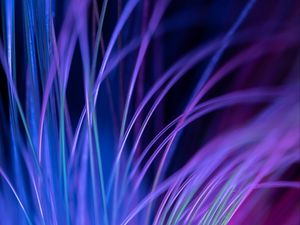 Preview wallpaper fiber, backlight, macro, purple