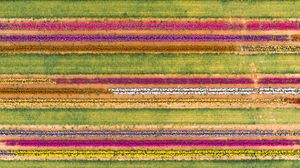 Preview wallpaper field, aerial view, colorful, flowers, lines