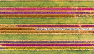 Preview wallpaper field, aerial view, colorful, flowers, lines