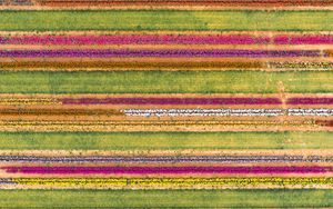 Preview wallpaper field, aerial view, colorful, flowers, lines